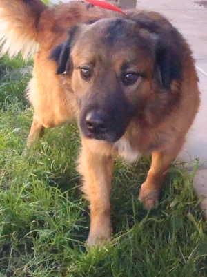 “Max” is a male Labrador Retriever-German Shepherd mix in kennel No. 15, ID No. 1770. Photo courtesy of Lake County Animal Care and Control. 15maxshepherd