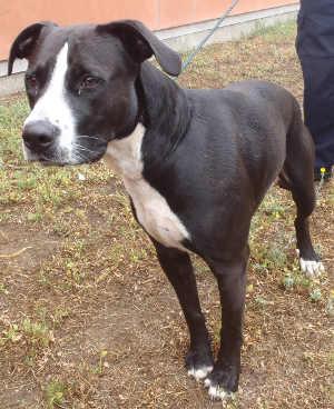 “Meeko” is a male pit bull terrier mix in kennel No. 15, ID No. 2639. Photo courtesy of Lake County Animal Care and Control. 15meeko