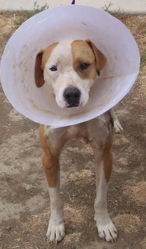 “Rocky” is a male pit bull terrier mix in kennel No. 16, ID No. 756. Photo courtesy of Lake County Animal Care and Control. 16rocky