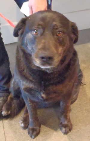 “Roxie” is a female Labrador Retriever mix in kennel No. 16, ID No. 1771. Photo courtesy of Lake County Animal Care and Control. 16roxielab