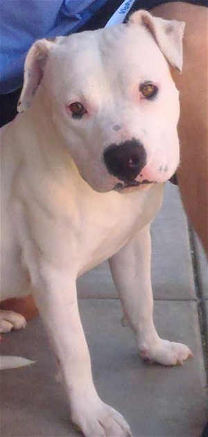 “Snap” is a 1-year-old male pit bull terrier-boxer mix in kennel No. 16, ID No. 40550. Photo courtesy of Lake County Animal Care and Control. 16snap