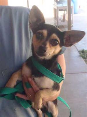 This 1-year-old male Chihuahua mix is in kennel No. 17, ID No. 40687. Photo courtesy of Lake County Animal Care and Control. 17malechimix