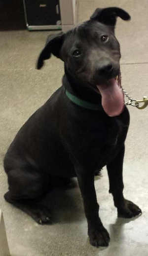 This young male Shar Pei-pit bull mix is in kennel No. 17, ID No. 1684. Photo courtesy of Lake County Animal Care and Control. 17sharpeimix