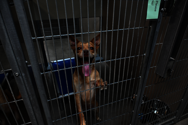 060625lcacsmilingdog