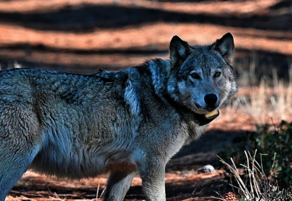 collaredwolf