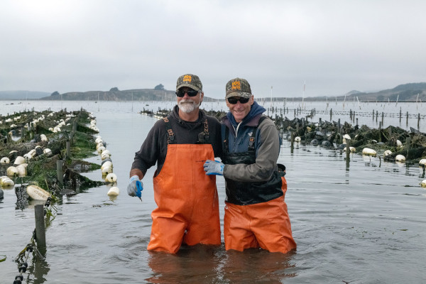 hogislandoysters