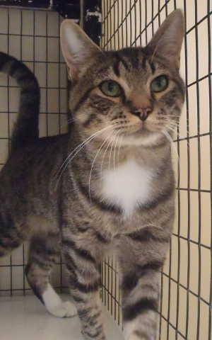 This male gray tabby is in cat room kennel No. 20, ID No. 676. Photo courtesy of Lake County Animal Care and Control. 20graymaletabby