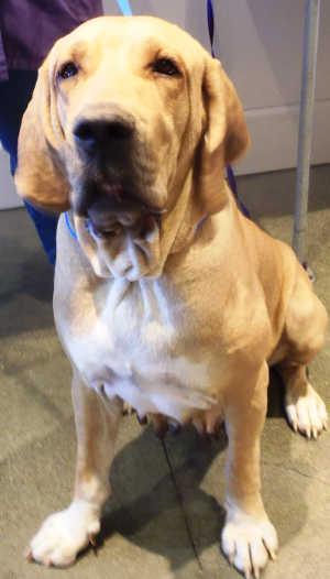 “Annie” is a female hound mix in kennel No. 24, ID No. 2744. Photo courtesy of Lake County Animal Care and Control. 24anniehound