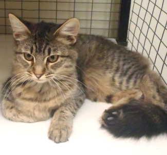This female tabby kitten is in cat room kennel No. 24a, ID No. 994. Photo courtesy of Lake County Animal Care and Control. 24atabby