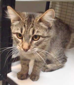 This female tabby kitten is in cat room kennel No. 24c, ID No. 996. Photo courtesy of Lake County Animal Care and Control. 24ctabby