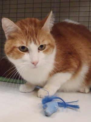 “Winston” is a 2-year-old domestic short hair mix in cat room kennel No. 24, ID No. 1769. Photo courtesy of Lake County Animal Care and Control. 24winstoncat