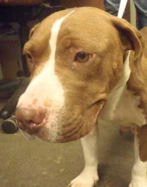 “Momma” is a basset hound pit bull terrier mix in kennel No. 25, ID No. 574. Photo courtesy of Lake County Animal Care and Control. 25momma