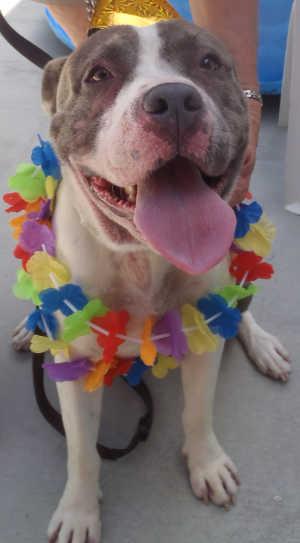 This female pit bull terrier mix is in kennel No. 25, ID No. 2536. Photo courtesy of Lake County Animal Care and Control. 25pitgirlhula