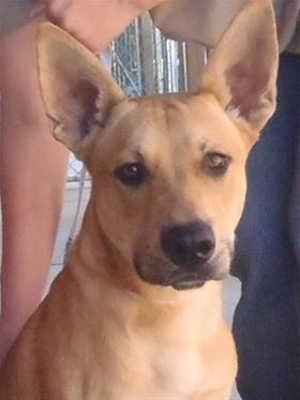 This 10-month-old male shepherd-retriever mix is in kennel No. 25, ID No. 40567. Photo courtesy of Lake County Animal Care and Control. 25shepretmix