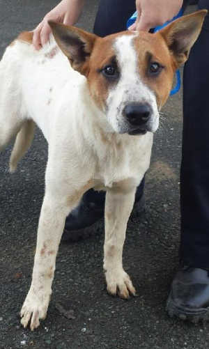 This young male cattle dog mix is in kennel No. 26a, ID No. 1722. Photo courtesy of Lake County Animal Care and Control. 26acattledogmix