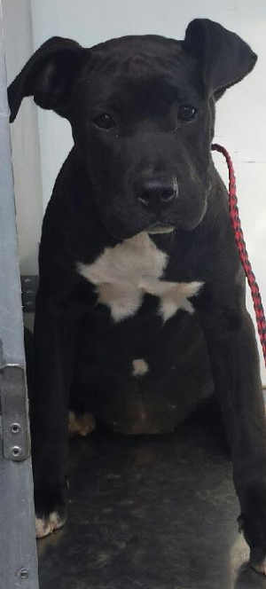 This female boxer mix puppy is in kennel No. 26b, ID No. 1723. Photo courtesy of Lake County Animal Care and Control. 26bboxermixpup