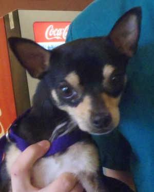 This male Chihuahua mix is in kennel No. 26, ID No. 26, ID No. 1079. Photo courtesy of Lake County Animal Care and Control. 26malechimix