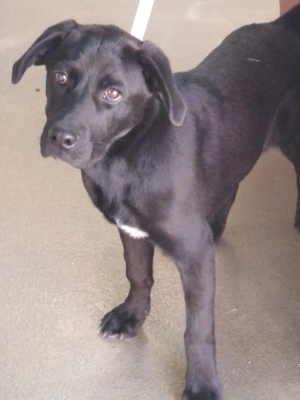 This male Labrador Retriever mix pup is in kennel No. 26, ID No. 710. Photo courtesy of Lake County Animal Care and Control. 26malelab