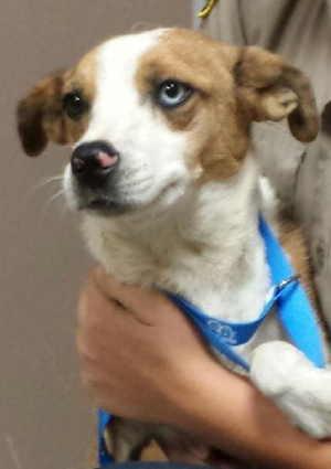 This female terrier mix is in kennel No. 26, ID No. 2636. Photo courtesy of Lake County Animal Care and Control. 26terrierblueeye