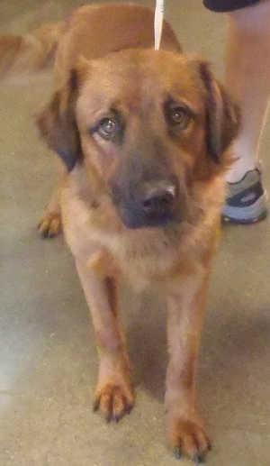 “Appa” is a male Irish Setter mix in kennel No. 27, ID No. 1078. Photo courtesy of Lake County Animal Care and Control. 27appa