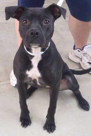 This female boxer-pit bull mix is in kennel No. 27, ID No. 559. Photo courtesy of Lake County Animal Care and Control. 27blackpitmix