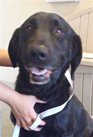 This 3-year-old male Labrador Retriever mix is in kennel No. 27, ID No. 40527. Photo courtesy of Lake County Animal Care and Control. 27malelab