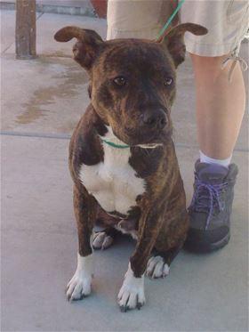 “Hank” is a male pit bull terrier mix in kennel No. 28, ID No. 554. Photo courtesy of Lake County Animal Care and Control. 28hank