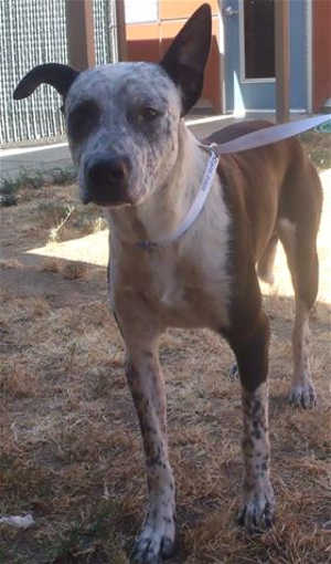 This male heeler mix is in kennel No. 28, ID No. 40569. Photo courtesy of Lake County Animal Care and Control. 28heelermix