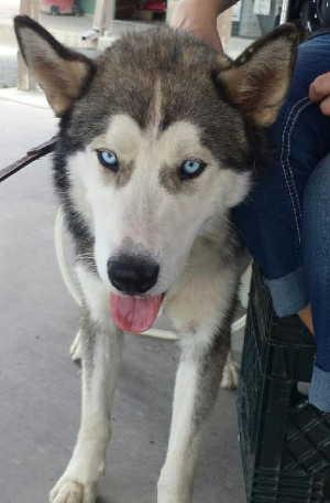 This male husky mix is in kennel No. 28, ID No. 2595. Photo courtesy of Lake County Animal Care and Control. 28huskynew