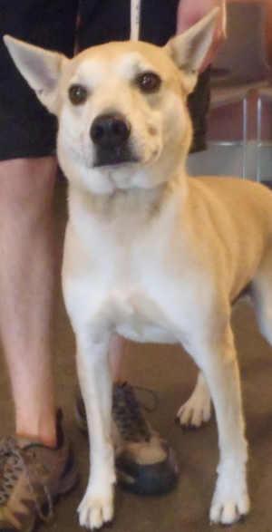 This male shepherd is in kennel No. 28, ID No. 1035. Photo courtesy of Lake County Animal Care and Control. 28maleshepherd