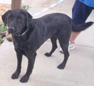 This male Labrador Retriever mix is in kennel No. 29, ID No. 734. Photo courtesy of Lake County Animal Care and Control. 29labmix