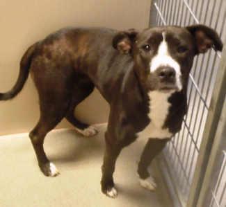 This female pit bull terrier mix is in kennel No. 29, ID No. 2701. Photo courtesy of Lake County Animal Care and Control. 29pitbullbwfemale