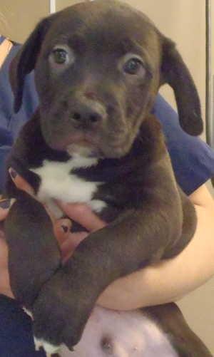 This basset hound-pit bull mix pup is in kennel No. 2B, ID No. 577. Photo courtesy of Lake County Animal Care and Control. 2bbassetmixpup