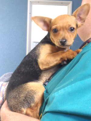 This female terrier mix is in kennel No. 2, ID No. 2597. Photo courtesy of Lake County Animal Care and Control. 2blacktanterrier