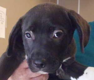 This female basset hound and pit bull mix pup is in kennel No. 2C, ID No. 581. Photo courtesy of Lake County Animal Care and Control. 2cbassetmixpup