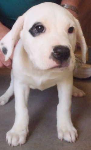 This female basset hound and pit bull mix pup is in kennel No. 2D, ID No. 584. Photo courtesy of Lake County Animal Care and Control. 2dbassetmixpup
