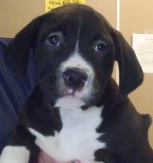 This female basset hound and pit bull mix pup is in kennel No. 2E, ID No. 673. Photo courtesy of Lake County Animal Care and Control. 2ebassetmixpup