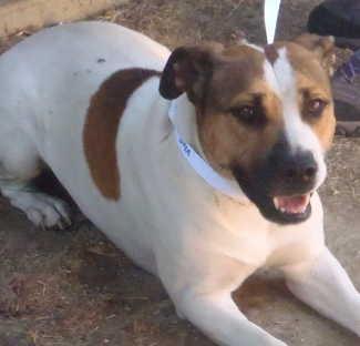 This male Welsh Corgi and pit bull terrier mix is in kennel No. 30, ID No. 672. Photo courtesy of Lake County Animal Care and Control. 30corgimix