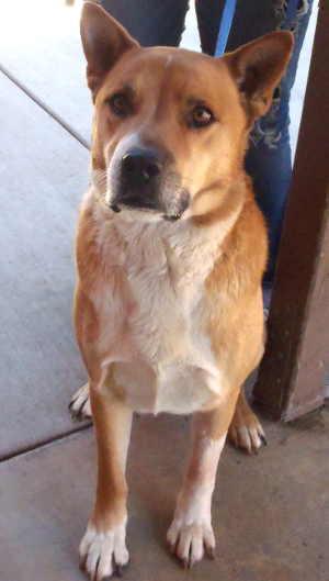 This 5-year-old male Akita mix is in kennel No. 31, ID No. 1938. Photo courtesy of Lake County Animal Care and Control. 31akitanewview