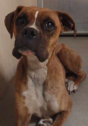 This female boxer mix is in kennel No. 31, ID No. 2703. Photo courtesy of Lake County Animal Care and Control. 31femaleboxer