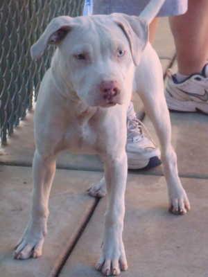 This female pit bull terrier mix puppy is in kennel No. 31, ID No. 1118. Photo courtesy of Lake County Animal Care and Control. 31pitbullmix