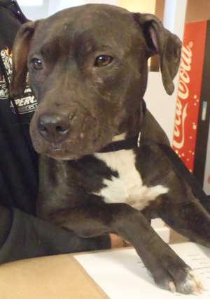 This female pit bull terrier mix is in kennel No. 31, ID No. 1497. Photo courtesy of Lake County Animal Care and Control. 31youngpitmix