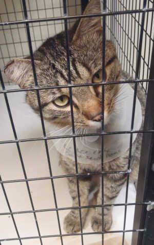 This male domestic short hair mix is in cat room kennel No. 32, ID No. 1997. Photo courtesy of Lake County Animal Care and Control. 32graytabbyguyanother