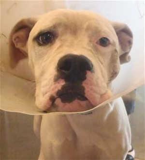 “Precious” is a 6-month-old female American Bulldog mix in kennel No. 32, ID No. 40513. Photo courtesy of Lake County Animal Care and Control. 32preciousbull