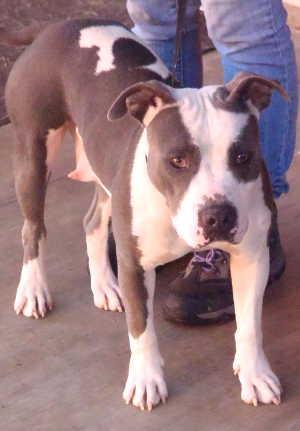 This female pit bull terrier mix is in kennel No. 33, ID No. 1099. Photo courtesy of Lake County Animal Care and Control. 33pitbull