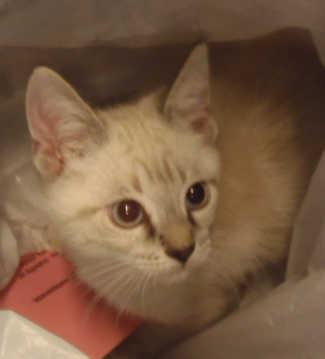 This male kitten is in cat room kennel No. 34a, ID No. 2553. Photo courtesy of Lake County Animal Care and Control. 34awhitecatbox