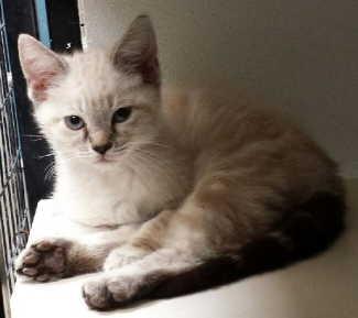 This male kitten is in cat room kennel No. 34a, ID No. 2553. Photo courtesy of Lake County Animal Care and Control. 34awhitekitten