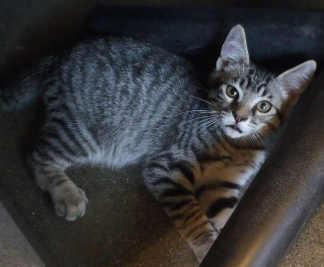 This male kitten is in kennel No. 34b, ID No. 2556. Photo courtesy of Lake County Animal Care and Control. 34bgraykitlounger