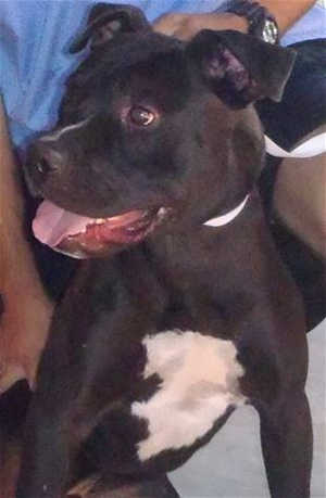 This 2-year-old male pit bull terrier mix is in kennel No. 34, ID No. 40504. Photo courtesy of Lake County Animal Care and Control. 34blackpit