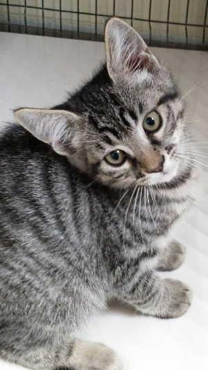 This male kitten is in kennel No. 34b, ID No. 2556. Photo courtesy of Lake County Animal Care and Control. 34blilgraytabby